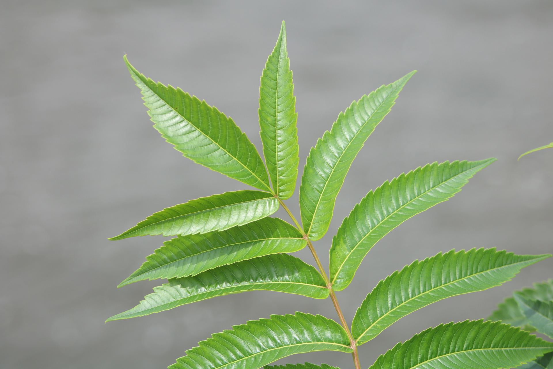 green fern